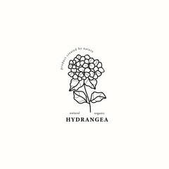 Line art hydrangea flower illustration