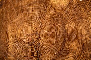 Fototapeta premium Wood cut with annual rings as a background