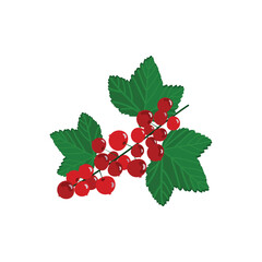 Realistic red currant illustration, bright juicy berry red currant with green leaves, flat illustration for food sales