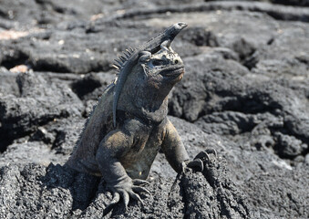 Iguana with lava lizard, Galapagos