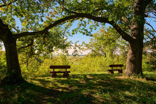 Wooden bench under an old oak tree in a park in autumn