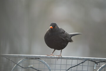 Amsel auf Zaun