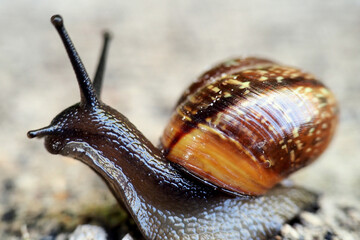 a brown snail with four eyes