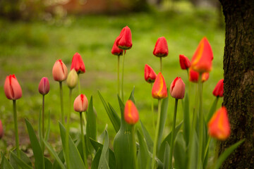 red tulips in the garden