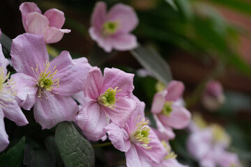 Clematis Montana plant in Spring. Pink flowers and Spring background