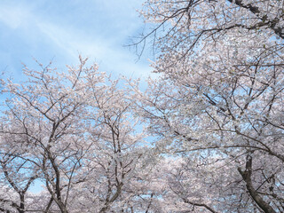 満開の桜