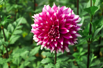 Obraz premium Multicolor white purple dahlia in the garden. Beautiful autumn dahlia flowers in blossom.