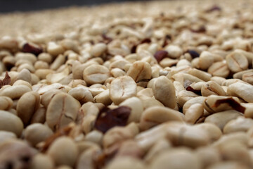 grano de caf&eacute; seco