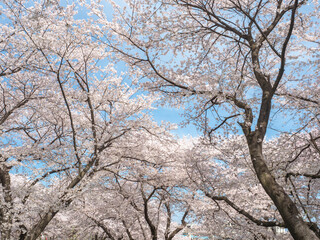 満開の桜の木