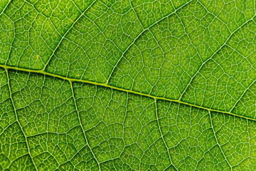 Texture of a green leaf as a background