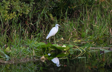 Little Blue Heron