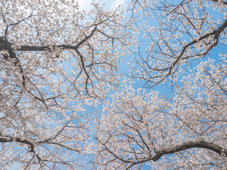 満開の桜の木