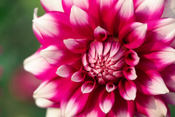 Close up of three pink and white Dahlia flowers in sunlight, with other colorful flowers in the soft background