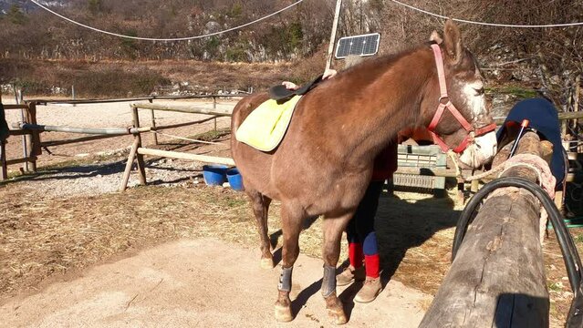 Elderly horseman, saddle up his old horse.