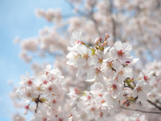 桜
