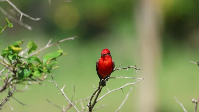 red bird singing 