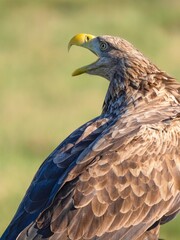 portrait of a eagle