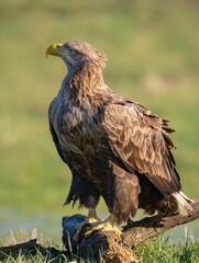 White-tailed Eagle in the wild