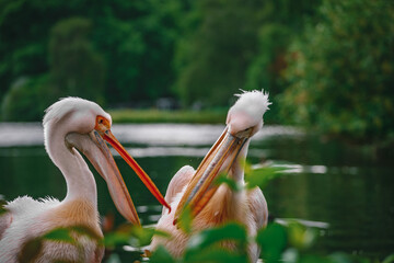 pelicans in Central London England 