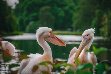 Pelicans in park in London England 