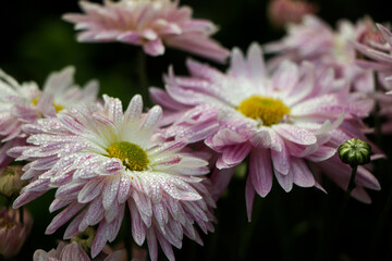 Chrysanthemum background with a copy of the space.