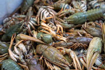 Fresh Crayfish at the Fish Market