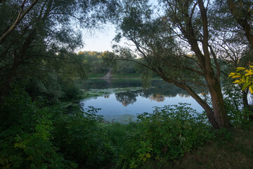 morning in the forest