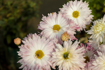 Pink chrysanthemum flower blooming in farm of Bangladesh