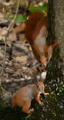 PROTEIN ORDINARY Sciurus vulgaris.