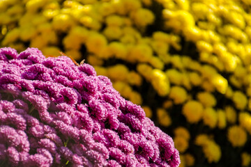 Yellow and purple dwarf daffodil in a garden