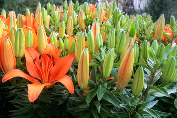 Am orange lily
