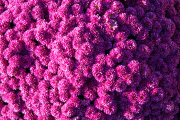 Purple dwarf daffodil in a garden in autumn
