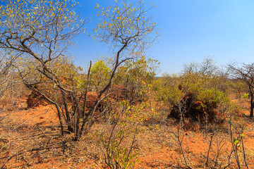 Waterberg Plateau National Park, Kalahari, Otjiwarongo, Namibia, Africa.