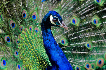 Fototapeta na wymiar blue peacock with feathers