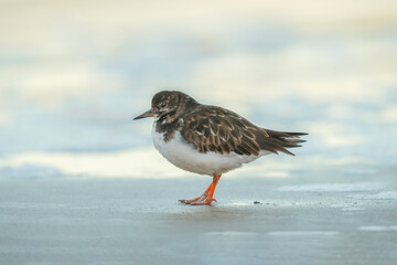 turnstone, arenaria interpres, on the beach in the winter in the uk