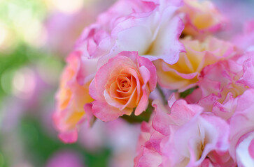 Multicolor rose flower in roses garden. Top view. Soft focus.
