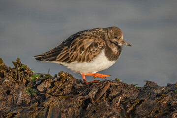 turnstone, arenaria interpres, standing on the beach in the winter in the uk