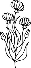 Line art flowers Drawing. Black Sketch of botanical design. PNG with transparent background