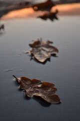 Feuilles marron dans une flaque d'eau en automne