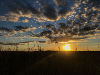 Summer day with a beautiful sunset on the horizon with reeds and clouds on a blue sky. View of the natural landscape. Travel, tourism and vacation concept