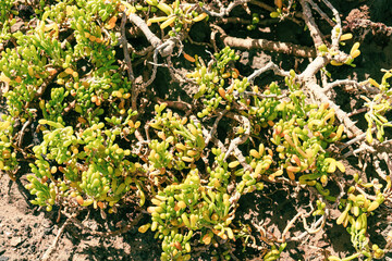 Saladilla Batis maritima, on the island of Lobos, Fuerteventura