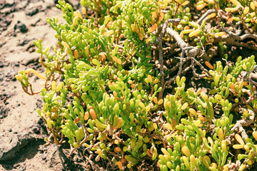 Saladilla Batis maritima, on the island of Lobos, Fuerteventura