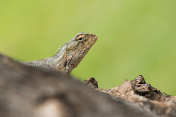 un lézard tropical de profil et en gros plan
