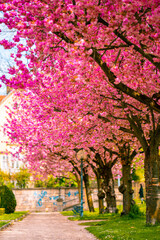 cherry tree blooming pink anime style Japan carinthia austria spring colorful