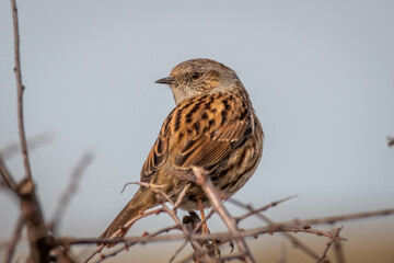 Dunnock perched in a tree