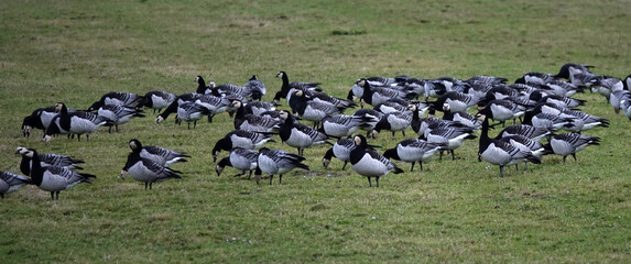 The barnacle goose (Branta leucopsis) is a species of goose that belongs to the genus Branta of black geese. These geese hibernate in East Frisia, Germany this year 