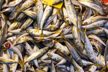 Horse Mackerel at the Fish Market