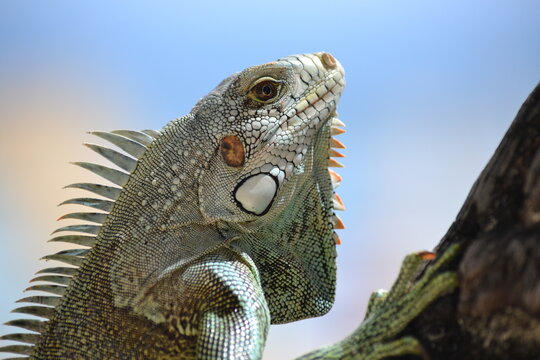 Iguane des Antilles de profil