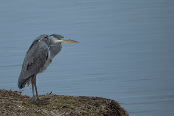 great blue heron ardea cinerea