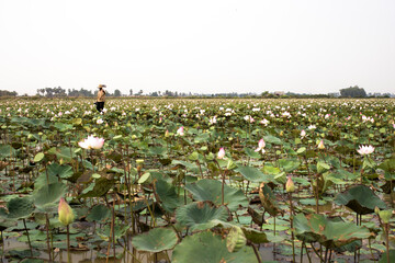 Lotus Field